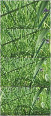 青草国产视频,探寻自然之美与生态和谐